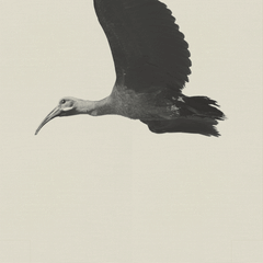 Hadeda DoubleSided ToteBag